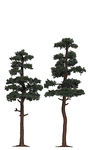 Image for 189-6142 Pine Tree 145/160mm