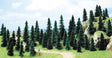 Image for 189-6597 Pine trees 1-1.75"    50/