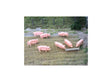 Image for 552-5108 Pigs & Troughs 8/