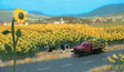 Image for 189-6003 Sunflower Field 60/