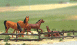 Image for 189-6008 Farm field fence set