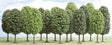 Image for 189-6485 Decid Tree 90-140mm 15/