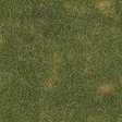 Image for 189-1303 Grndcvr Summer Grass