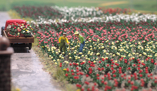 Image for 189-1205 Roses 120/