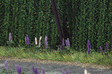 Image for 189-1217 Wild Lupines 16/