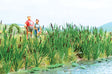 Image for 189-1256 Cattails & Bulrushs 120/