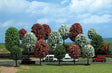 Image for 189-6584 Fruit trees           18/