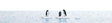Image for 189-7923 Penguins on Ice Floes