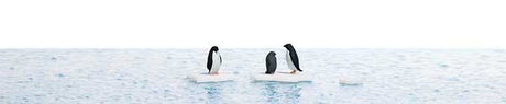 Image for 189-7923 Penguins on Ice Floes