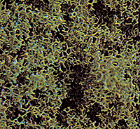 Image for 189-7318 Fm scatter course md grn