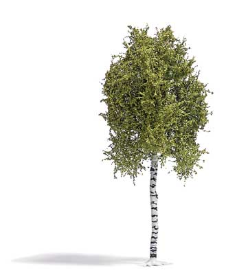 Image for 189-3781 Birch Spring
