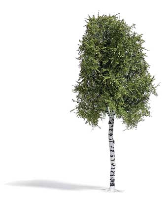 Image for 189-3782 Birch Summer