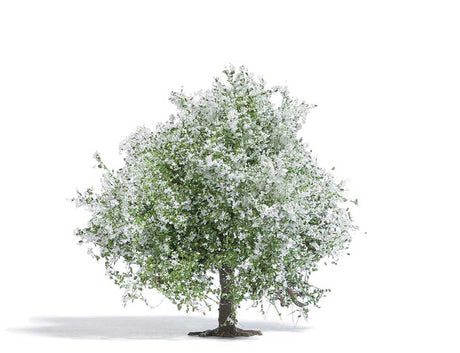 Image for 189-3651 Apple Tree in Blssom 75mm