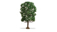 Image for 528-20105 Chestnut Tree