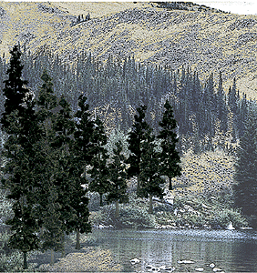 Woodland Scenics 1581 Coniferous Tree Pack - Ready Made Trees(TM) -- 4 to 6"  10.2 to 15.2cm pkg(24) A Scale
