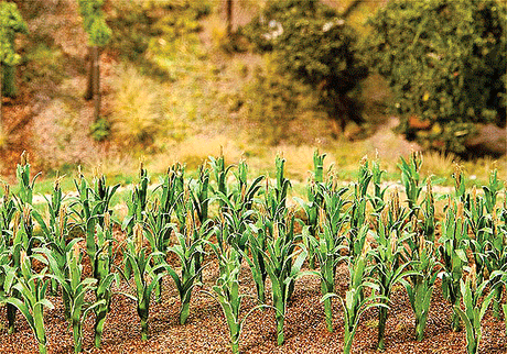 Image for 272-181250 Maize Plants 36/