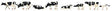 Image for 272-151904 Cows Friesian