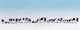 Image for 528-36721 Cows black/white 9/