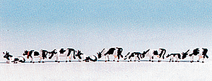 Image for 528-36721 Cows black/white 9/