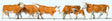 Image for 590-10146 Cows Wht & Brn 6/