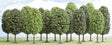 Image for 189-6486 Decid Tree 70-125mm 12/