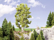 Image for 528-21641 Double-Trunk Birch 19cm