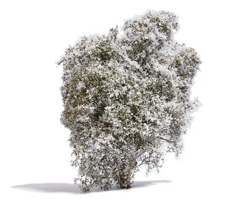 Image for 189-3585 Bush White Flowers