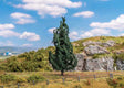 Image for 272-181702 Fir Tree