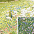 Image for 189-7359 Foam Flock Crocus 200ml