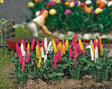 Image for 189-9793 Garden Lupins