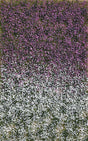Image for 189-3548 Blossom Tufts, Lt Summer