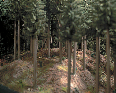 Image for 189-7529 Coniferous Forest-Ground