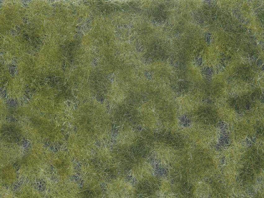 Image for 528-7250 Groundcover Medium Green