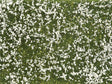 Image for 528-7256 Groundcover Meadow White