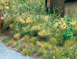 Image for 189-1300 Groundcover Assorted 4/