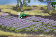 Image for 528-7136 Lavender Plants 36/