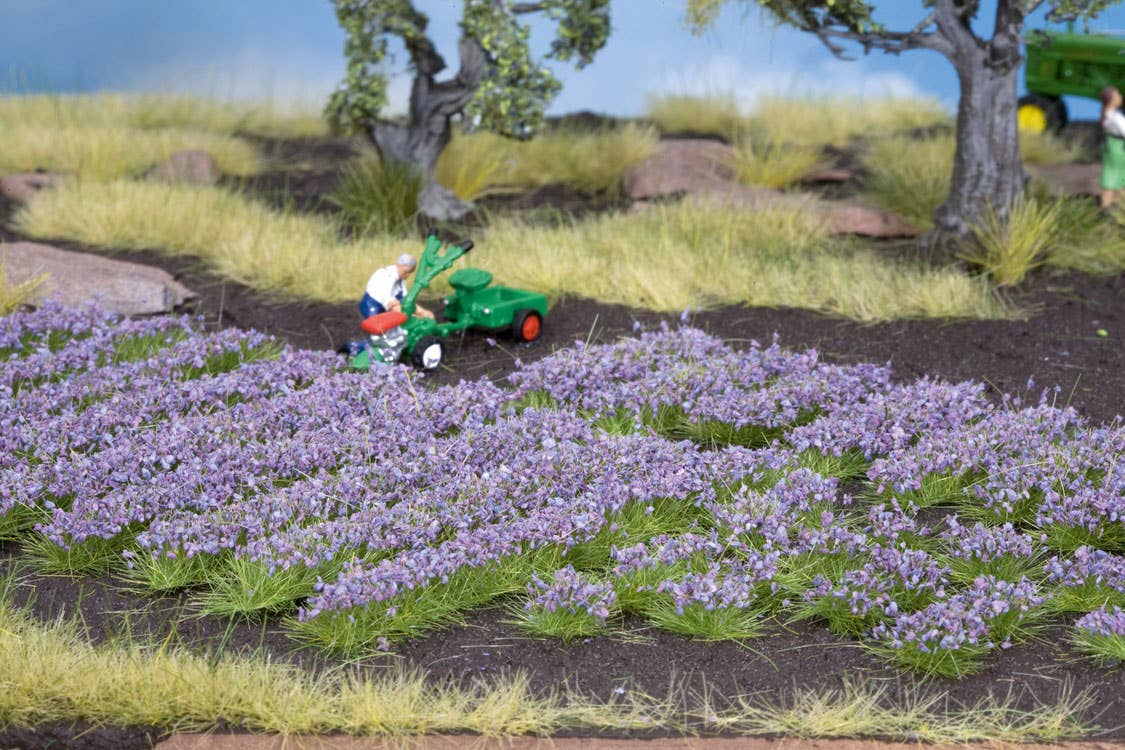 Image for 528-7136 Lavender Plants 36/