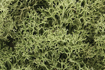 Woodland Scenics 161 Lichen - 1.5qts  1.4L -- Spring Green A Scale