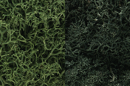 Woodland Scenics 168 Lichen - 3qts  2.84L -- Dark Green Mix A Scale