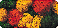 Image for 528-8620 Lichen Autumn         78g