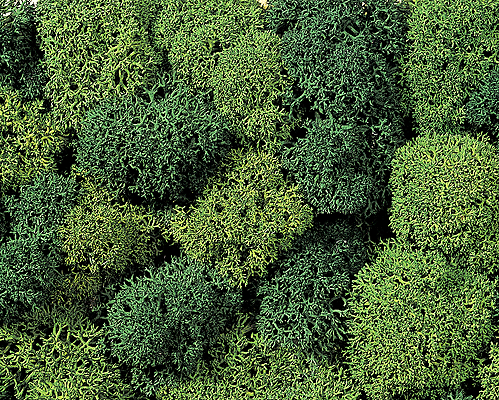 Image for 528-8621 Lichen Light/Dark Grn 78g