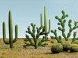 Image for 160-32513 Mixed Cacti .25-2.50" 15/