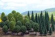 Image for 189-6491 Mixed Forest Trees 50/