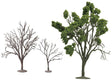 Image for 738-266433 Ornamental Bonsai Tree
