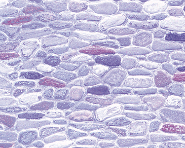 Image for 570-91565 Sht Fld Stn Gry .325"  2/