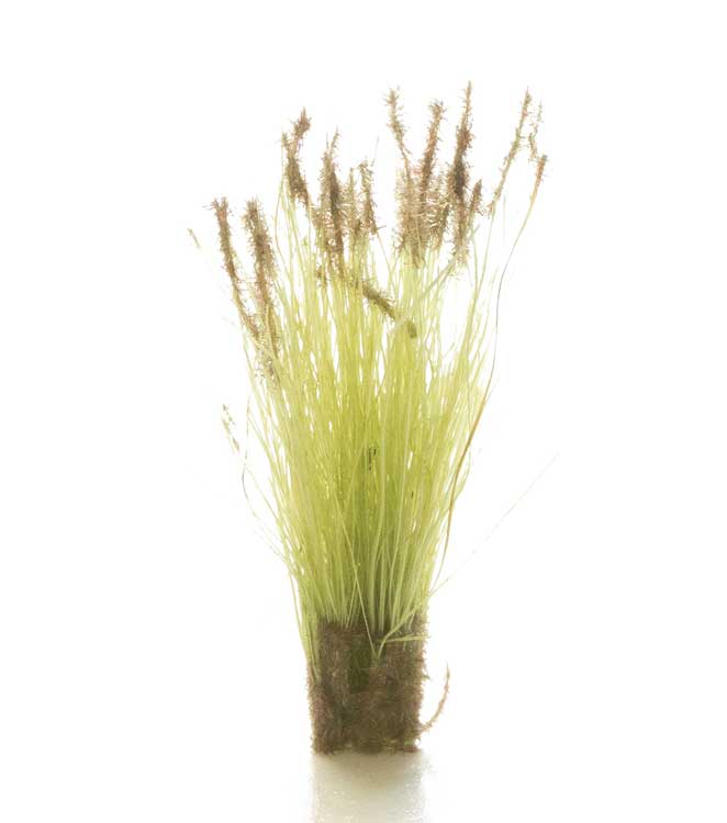 Image for 785-6633 All Game Tufts Cattails