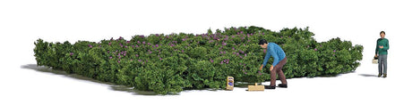Image for 189-7956 Pckng Frst Blueberries