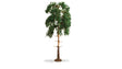 Image for 528-20141 Pine Tree