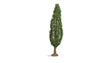 Image for 528-20130 Poplar Tree