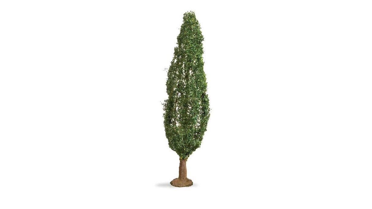 Image for 528-20130 Poplar Tree
